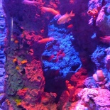 SEA-aquarium-sentosa-036