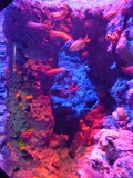 SEA-aquarium-sentosa-036