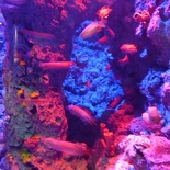 SEA-aquarium-sentosa-037