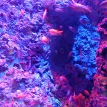 SEA-aquarium-sentosa-038