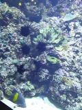 SEA-aquarium-sentosa-043