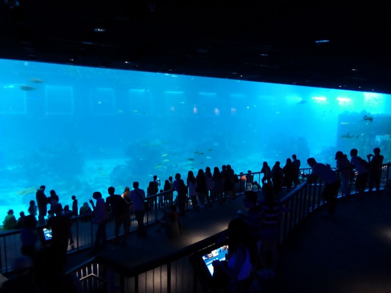 SEA-aquarium-sentosa-045.jpg