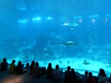 SEA-aquarium-sentosa-047
