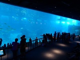 SEA-aquarium-sentosa-048