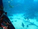 SEA-aquarium-sentosa-050