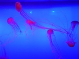 SEA-aquarium-sentosa-053