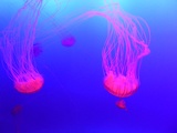 SEA-aquarium-sentosa-054