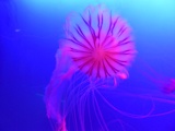 SEA-aquarium-sentosa-055