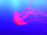 SEA-aquarium-sentosa-057