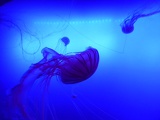 SEA-aquarium-sentosa-058