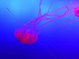 SEA-aquarium-sentosa-059