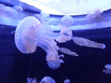 SEA-aquarium-sentosa-062