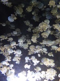 SEA-aquarium-sentosa-063