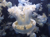 SEA-aquarium-sentosa-064