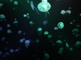 SEA-aquarium-sentosa-066