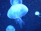 SEA-aquarium-sentosa-068