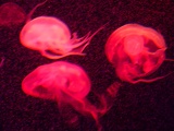 SEA-aquarium-sentosa-069