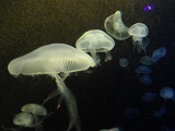 SEA-aquarium-sentosa-072