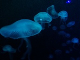 SEA-aquarium-sentosa-071