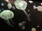 SEA-aquarium-sentosa-076