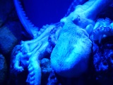 SEA-aquarium-sentosa-077