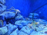 SEA-aquarium-sentosa-082