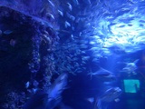 SEA-aquarium-sentosa-083