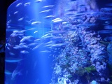 SEA-aquarium-sentosa-084