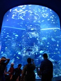 SEA-aquarium-sentosa-095