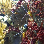 SEA-aquarium-sentosa-104