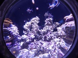 SEA-aquarium-sentosa-108