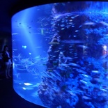 SEA-aquarium-sentosa-114