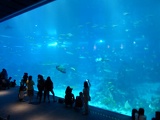 SEA-aquarium-sentosa-119
