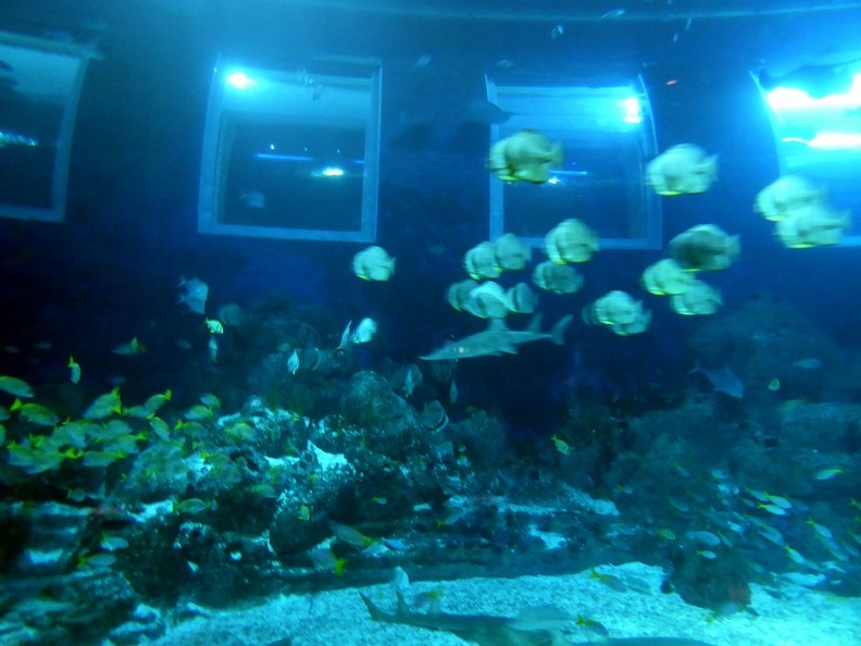 SEA-aquarium-sentosa-123.jpg
