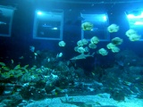 SEA-aquarium-sentosa-123