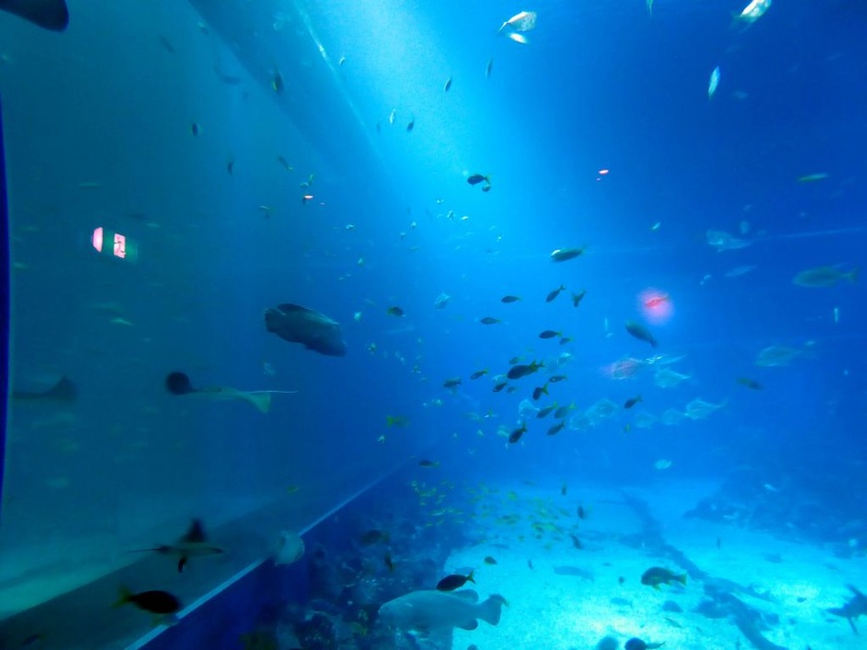 SEA-aquarium-sentosa-127.jpg
