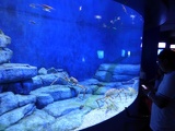 SEA-aquarium-sentosa-133