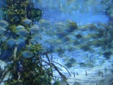 SEA-aquarium-sentosa-141