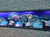 SEA-aquarium-sentosa-143