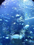 SEA-aquarium-sentosa-144