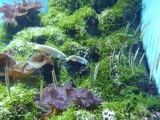 SEA-aquarium-sentosa-149