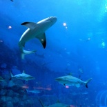 SEA-aquarium-sentosa-004
