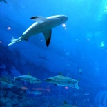 SEA-aquarium-sentosa-005