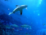 SEA-aquarium-sentosa-005