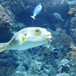 SEA-aquarium-sentosa-011