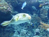 SEA-aquarium-sentosa-011