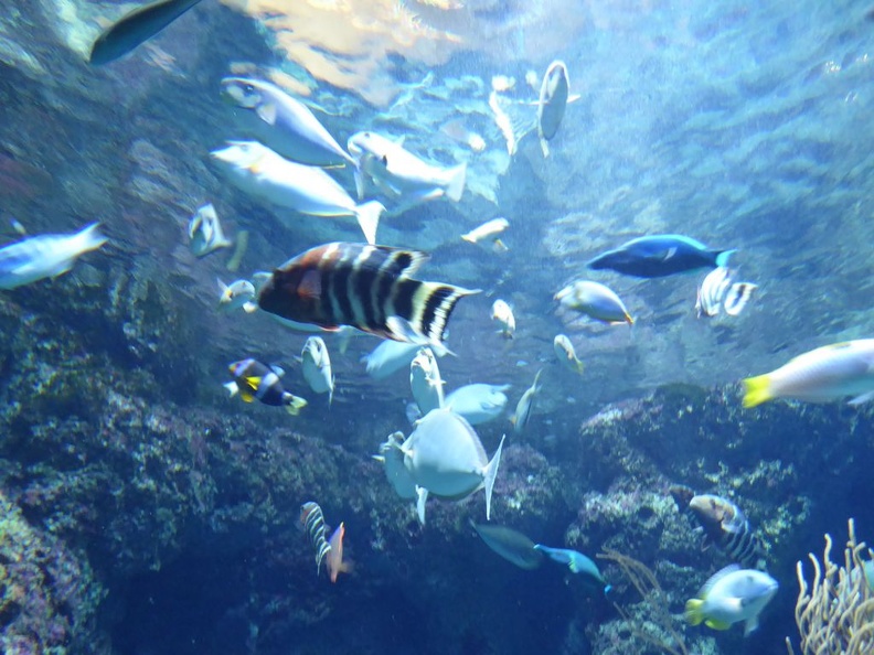 SEA-aquarium-sentosa-013.jpg