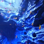 SEA-aquarium-sentosa-015