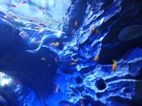 SEA-aquarium-sentosa-015