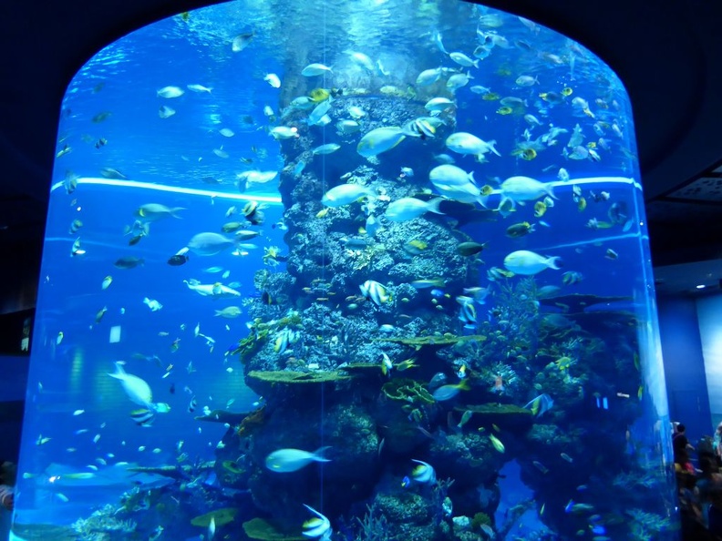 SEA-aquarium-sentosa-018.jpg